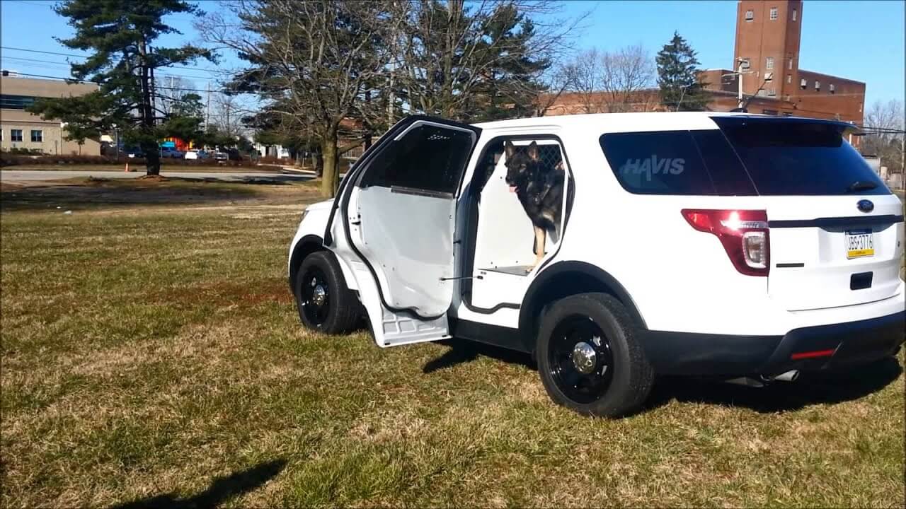 Local Canine Tests Out New K9/Prisoner Transport System for the 2013 Ford Police Interceptor Utility