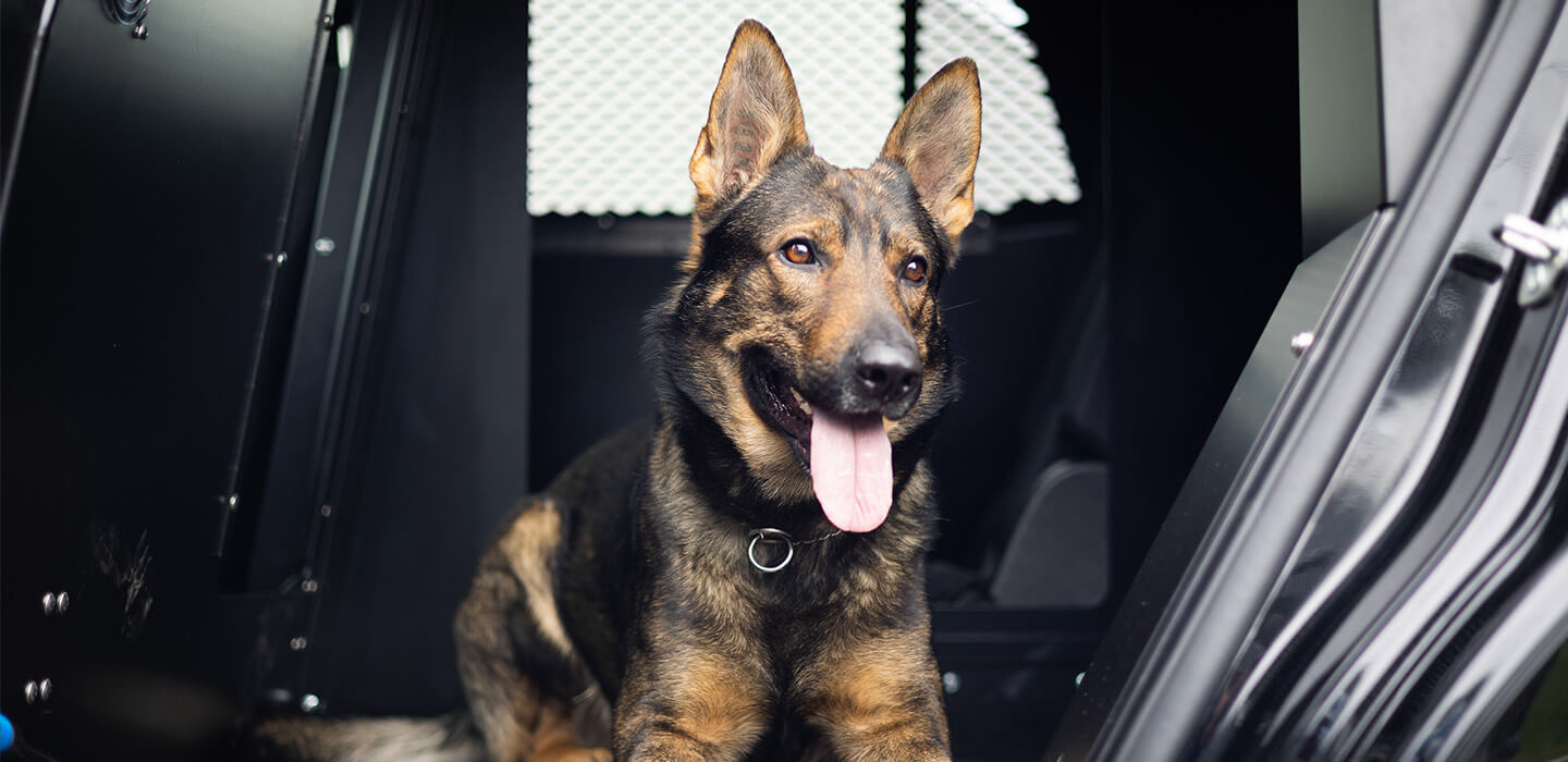 Unleashing the Power of Havis K9 Transports: The Ultimate K9 Police Car Solution
